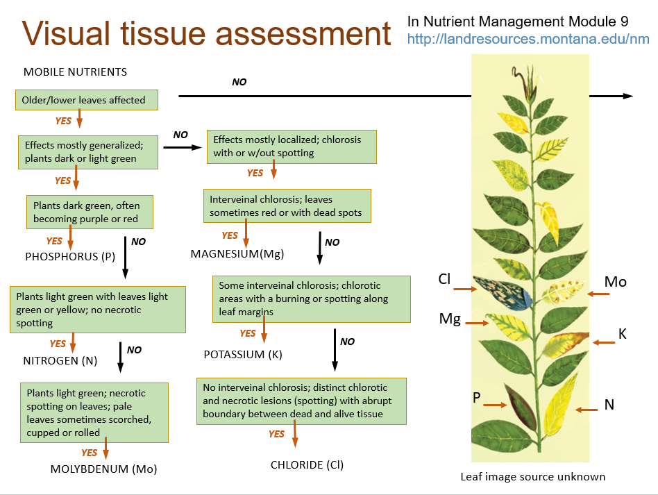 A visual leaf assessment flow chart for identifying mobile nutrient deficiencies. Text version in drop-down below.
