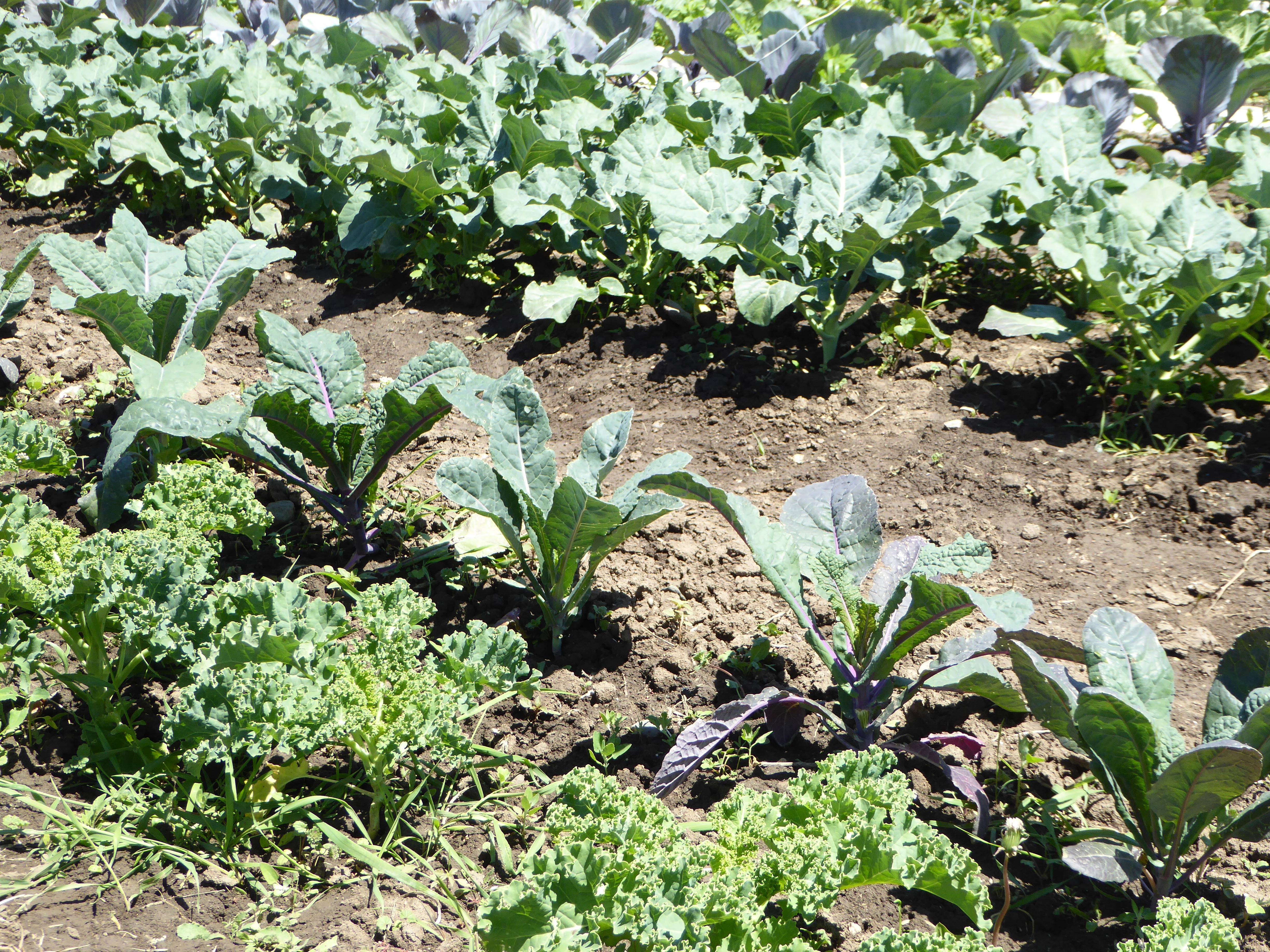 Rows of garden kale varieties