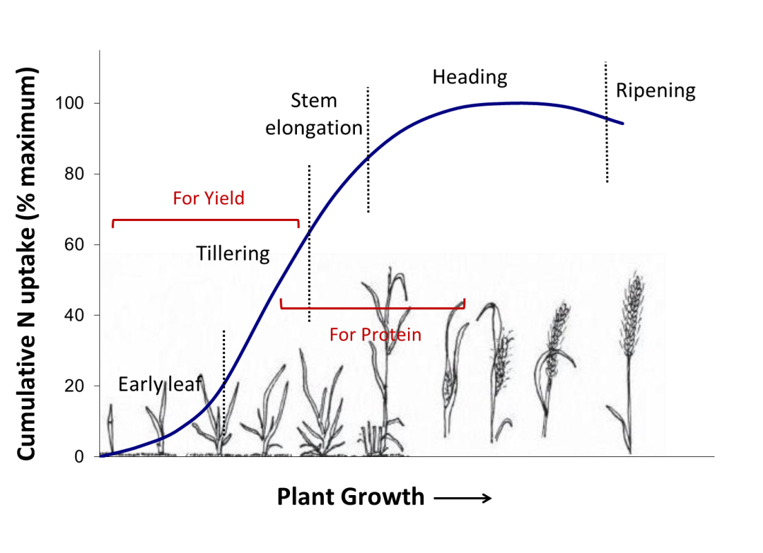 N uptake by wheat as it grows