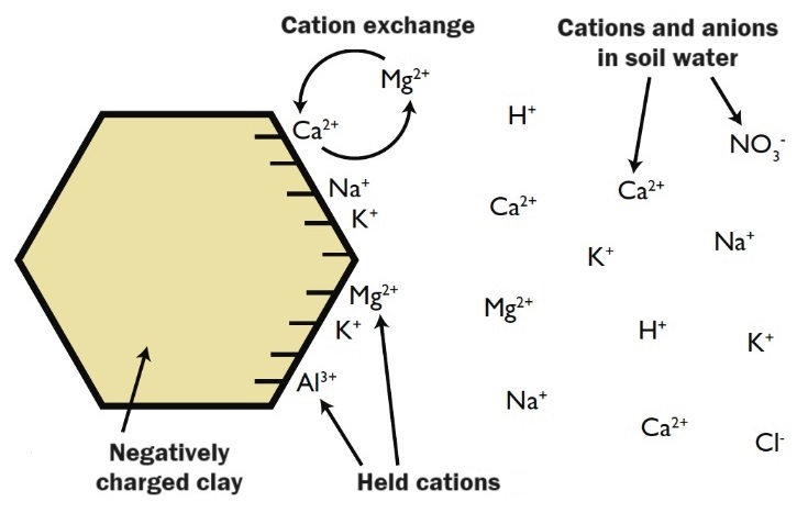 A diagram showing a negatively charged clay particle with held cations on its surface, cations and anions in soil water solution, and arrows showing the process of exchange between the clay particle and soil water.