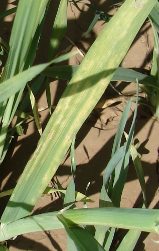 Zn deficient barley leaves characterized by pale green and yellow chlorosis