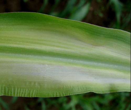 Two yellowish white bands of discoloration along both sides of the midrib on a corn leaf from Zn deficiency