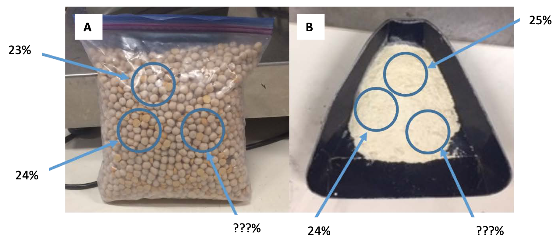 Pea seed and pea powder side-by-side, with differences in protein content among sampling areas highlighted