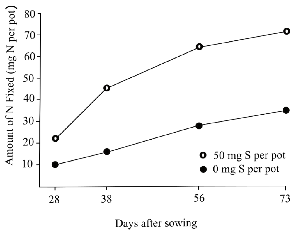 Addition of 50 mg per pot of starter S increased N-fixation over the first 73 days of the crop cycle in a greenhouse experiment