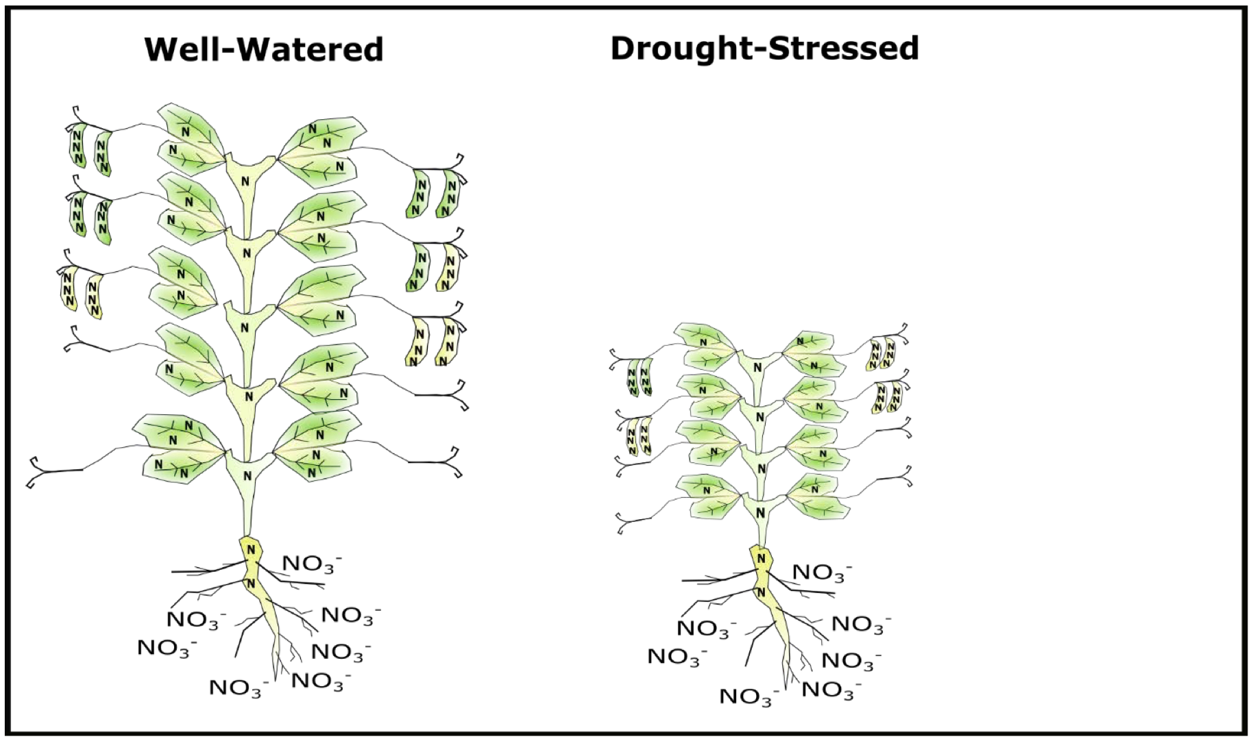 Compared to a well-watered plant, drought stress reduces biomass and seed number. Less biomass has potential to decrease protein since less N will be remobilized to the seed during pod-fill. Conversely fewer seeds may increase protein content on a per-seed basis.