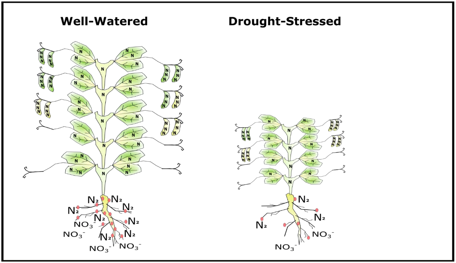 Compared to a well-watered plant, drought stress reduces the amount of soil nitrate (NO3-) absorbed by pea roots and atmospheric N (N2) fixed in pea nodules (pink circles). While drought decreases the amount of N remobilized to seeds by reducing soil N uptake and vegetative N storage capacity, reduced seed number from drought stress may increase protein on a per seed basis. Drawing by M. Bestwick.