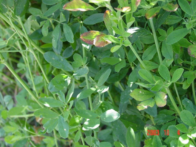 Alfalfa leaves with browning from B deficiency