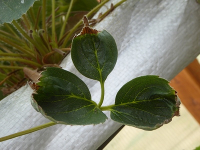 Strawberry leaf with brown and misshapen leaves concentrated around margin from Ca deficiency
