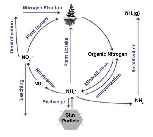 Figure 1. The Nitrogen Cycle.