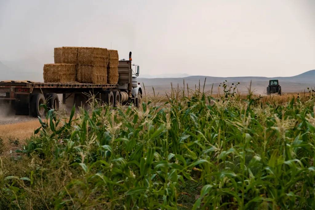 Image of farm vehicles driving near corn field