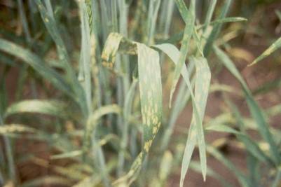 Wheat blades with spotting from nutrient deficiency