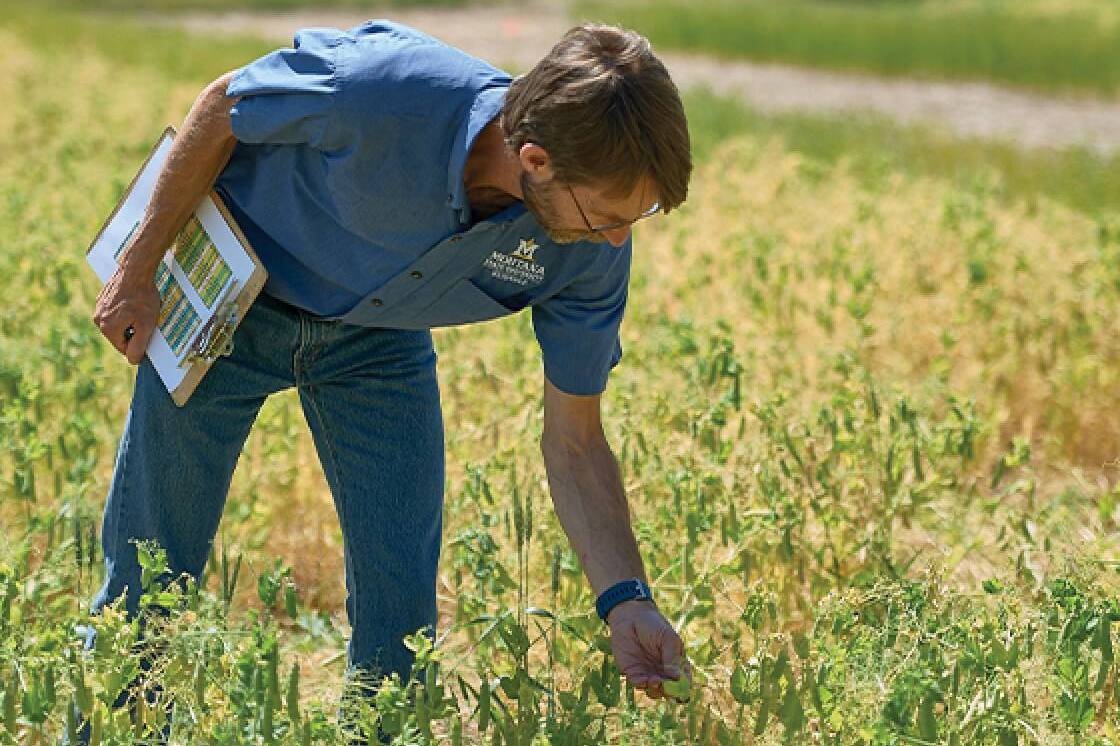 Clain jones examines pea crops