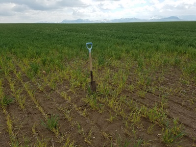 low pH soil wheat field