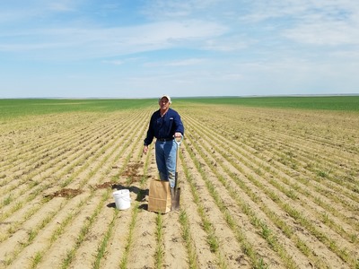 wheat field on low pH soil