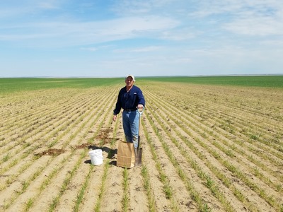 Large patch of dead or small wheat within a field due to soil acidity