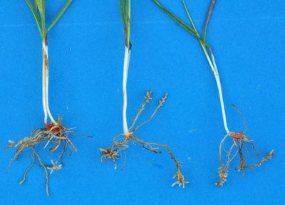 Durum wheat roots that are short and stubby due to Al toxicity