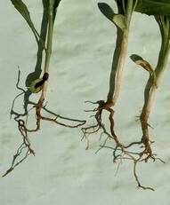 Safflower roots on the left that are short and stubby from Al toxicity