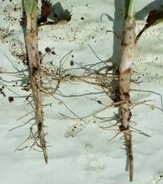 Healthy safflower roots with many finer roots branching off the main taproot