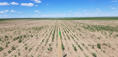 A field of safflower with large patches of no plants due to crop failure from low soil pH