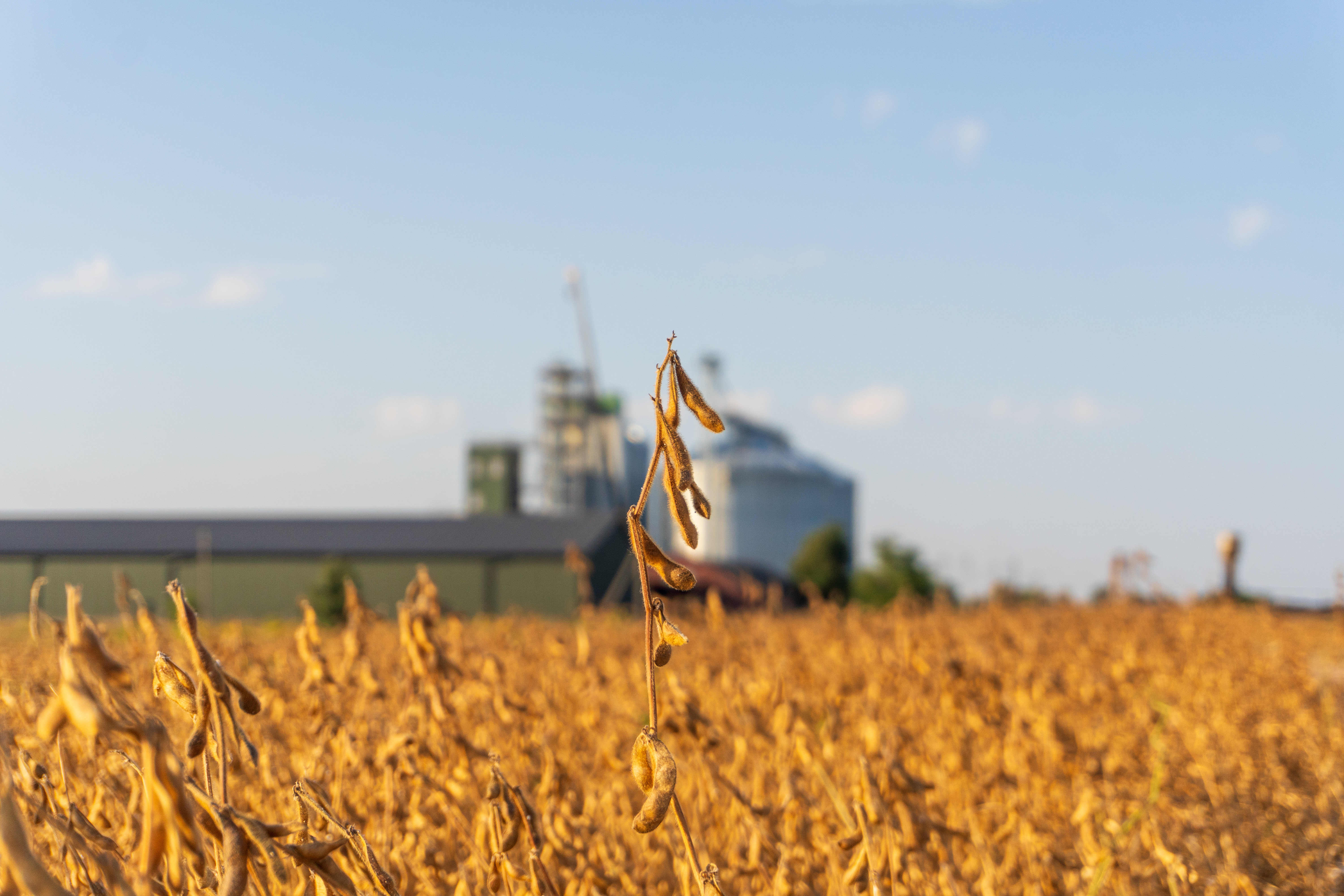 Soybean Field With Factory in Background Showing Agricultural Production Process During Sunny Day in Rural Area 